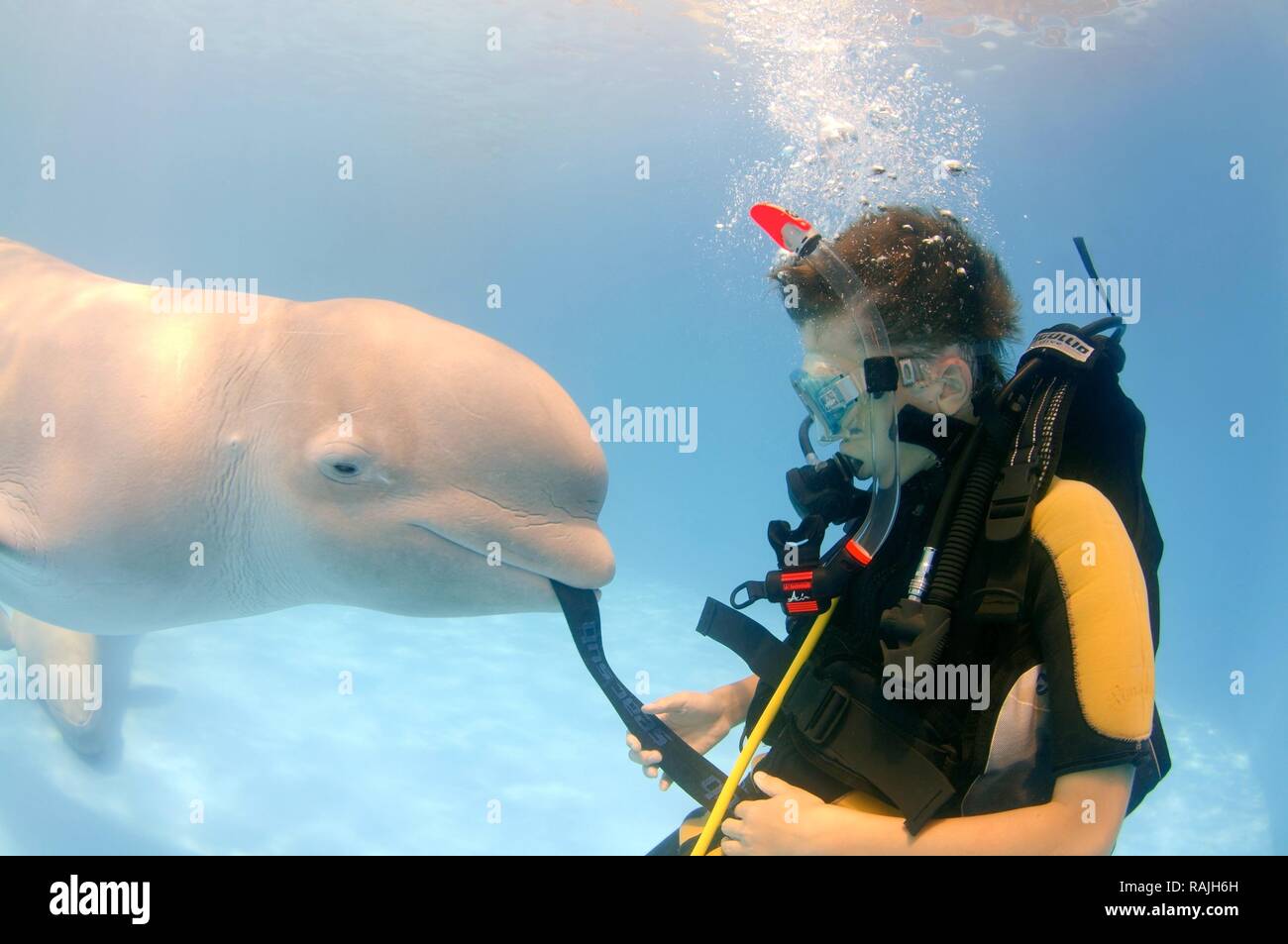 Diver and Beluga, White whale (Delphinapterus leucas), dolphinarium, Odessa, Ukraine, Europe Stock Photo