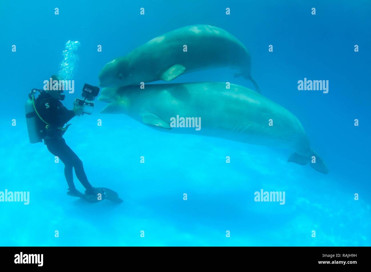 Diving cameraman and Beluga, White whale (Delphinapterus leucas), Dolphinarium, Odessa, Ukraine, Europe Stock Photo