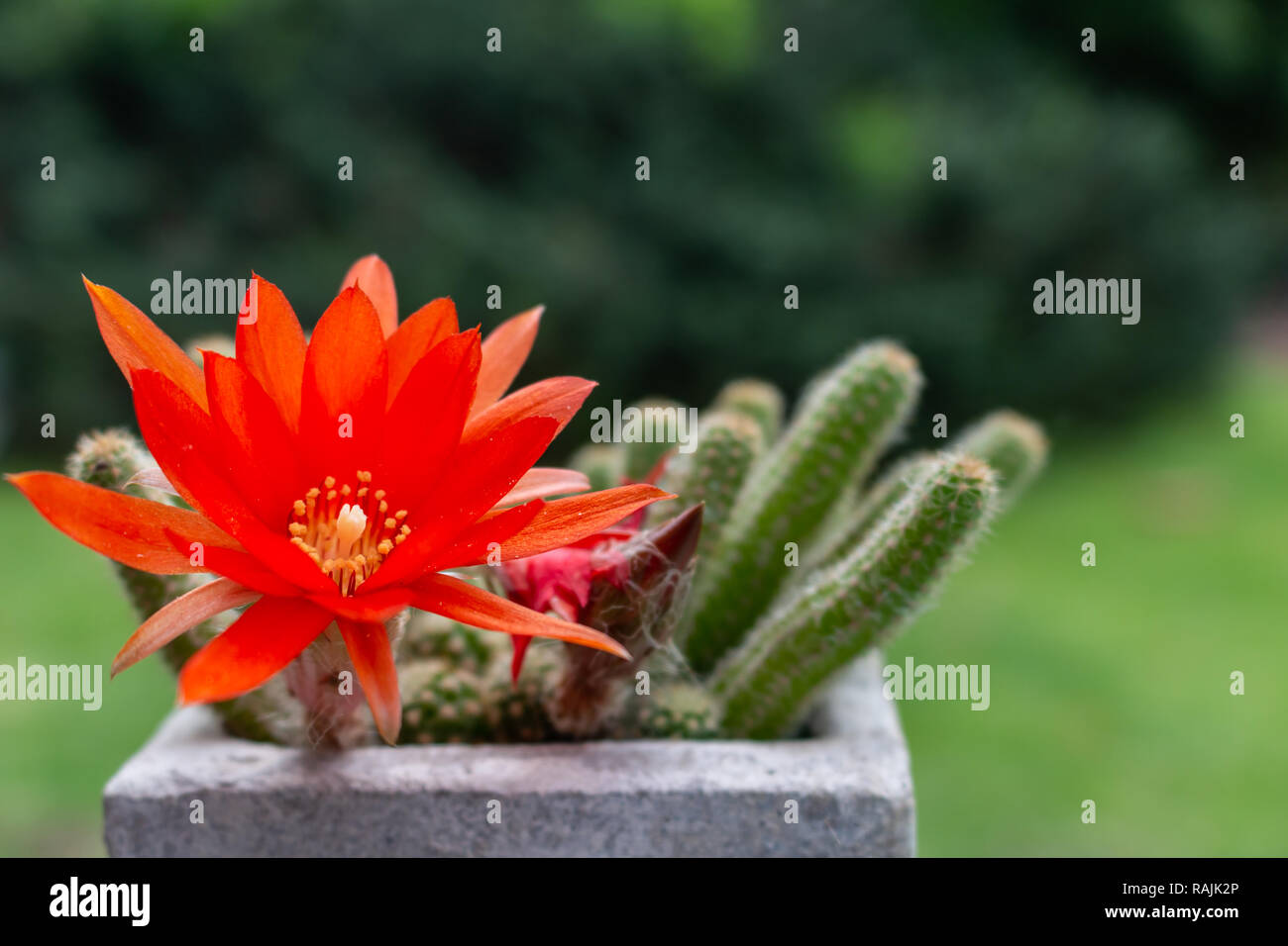 Beautiful red flower with yellow interior of a cactus plant. Flower that lasts only one day