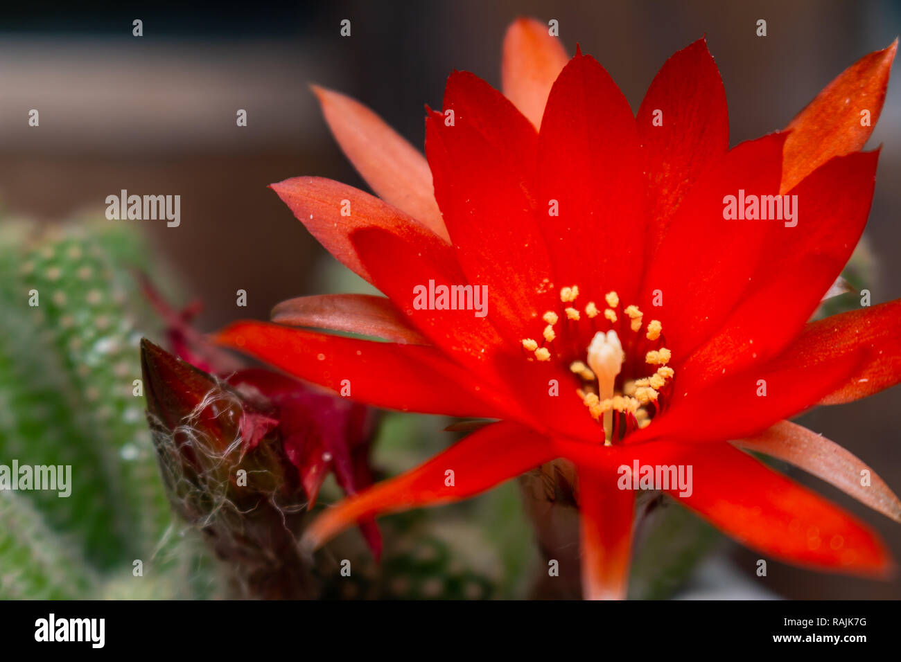 Beautiful red flower with yellow interior of a cactus plant. Flower that lasts only one day
