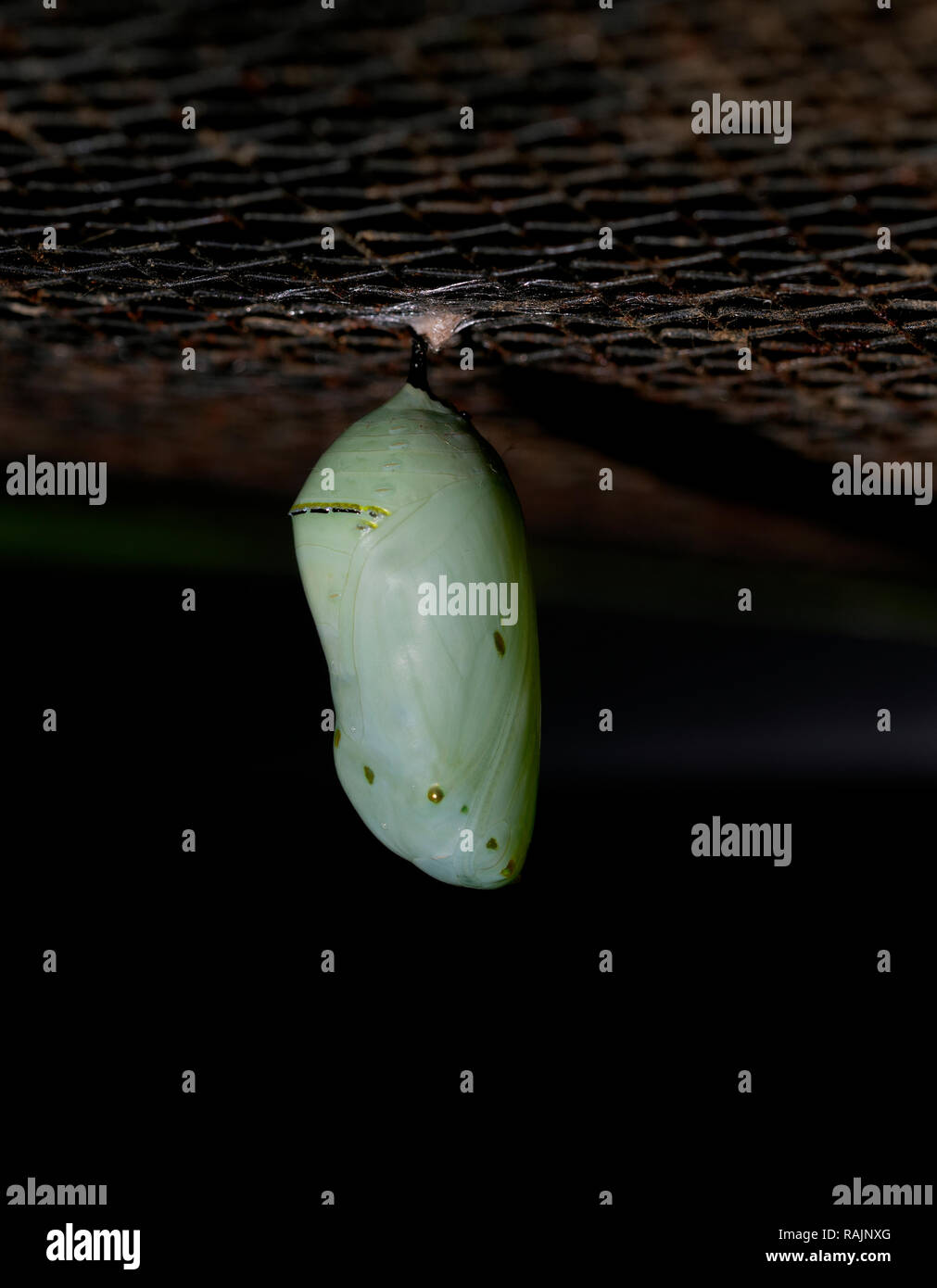 The Chrysalis of a Monarch Butterfly. The butterfly is close to emerging. Stock Photo