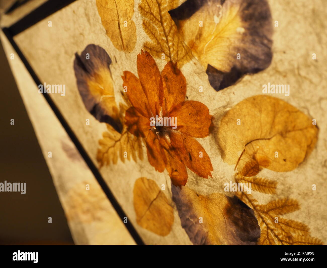 A Close Up of a Flower and Leaf Pressed Lamp Shade Stock Photo