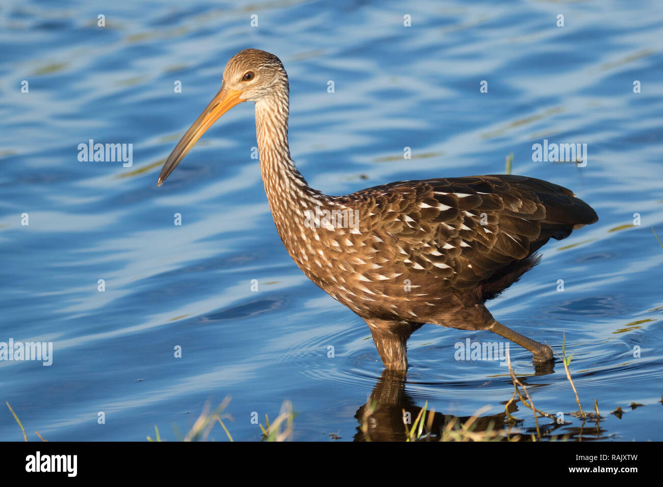 Limpkin (Aramus guarauna), Arthur R. Marshall Loxahatchee National ...