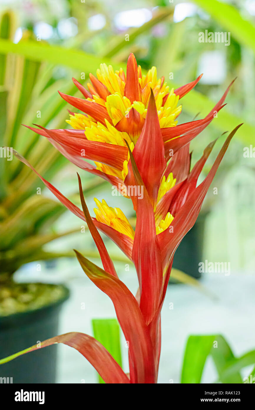 The Bromeliaceae are a family of monocot flowering plants. Stock Photo