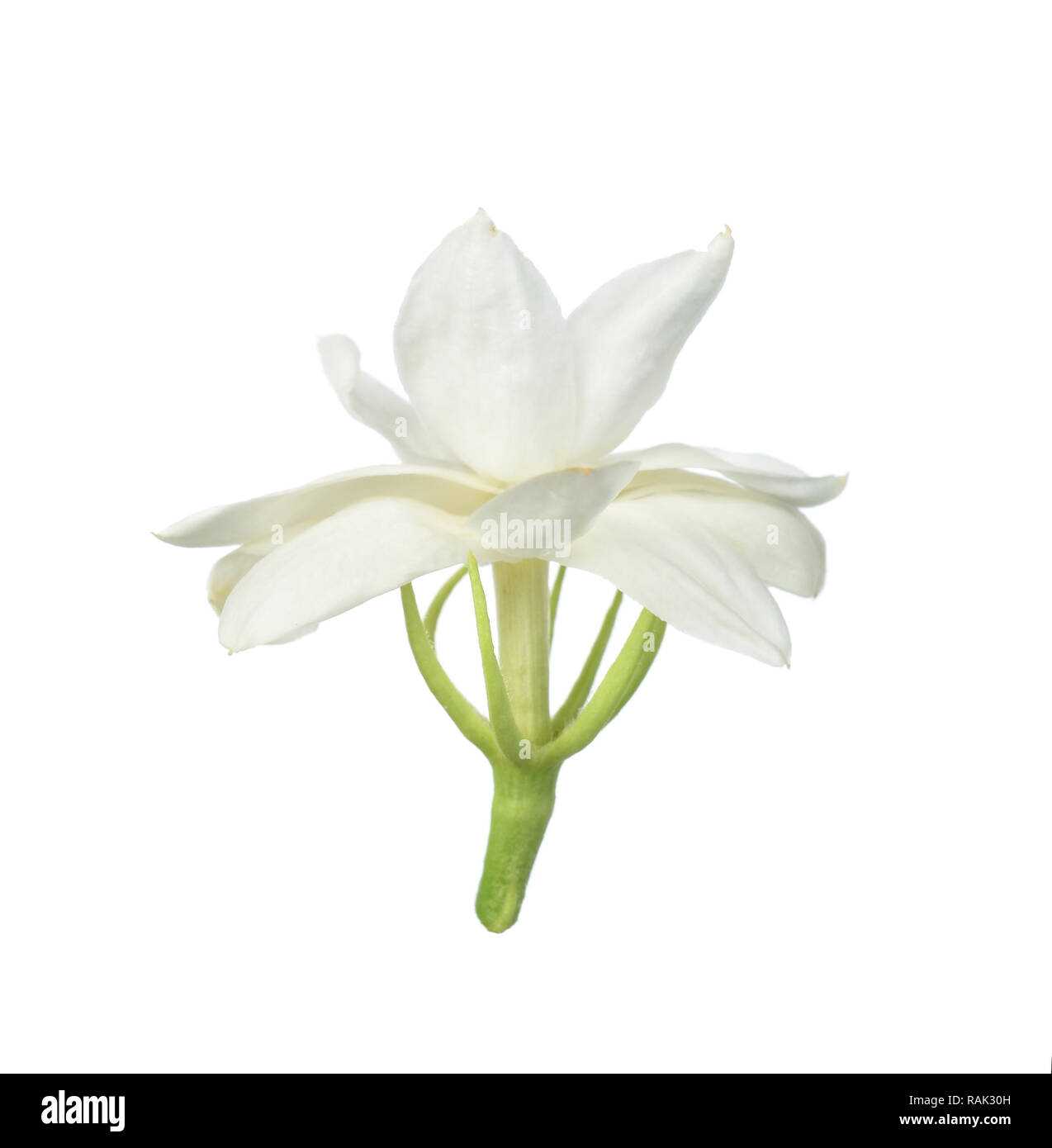 White flower, Thai jasmine flower isolated on white background Stock ...
