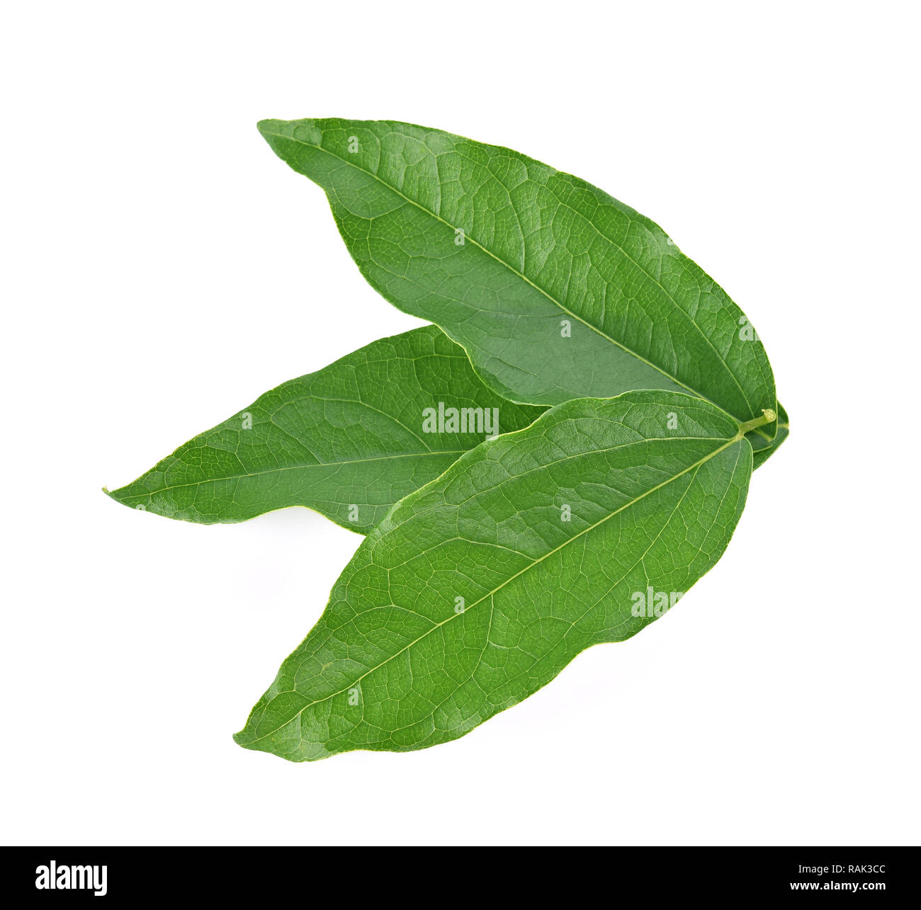 Top view of Yanang leaf isolated on white background Stock Photo