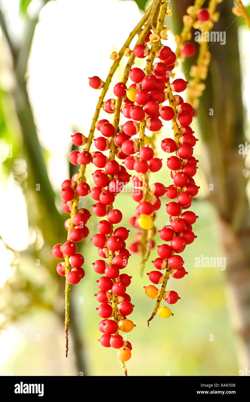 Areca catechu is a species of palm which grows in much of the tropical ...
