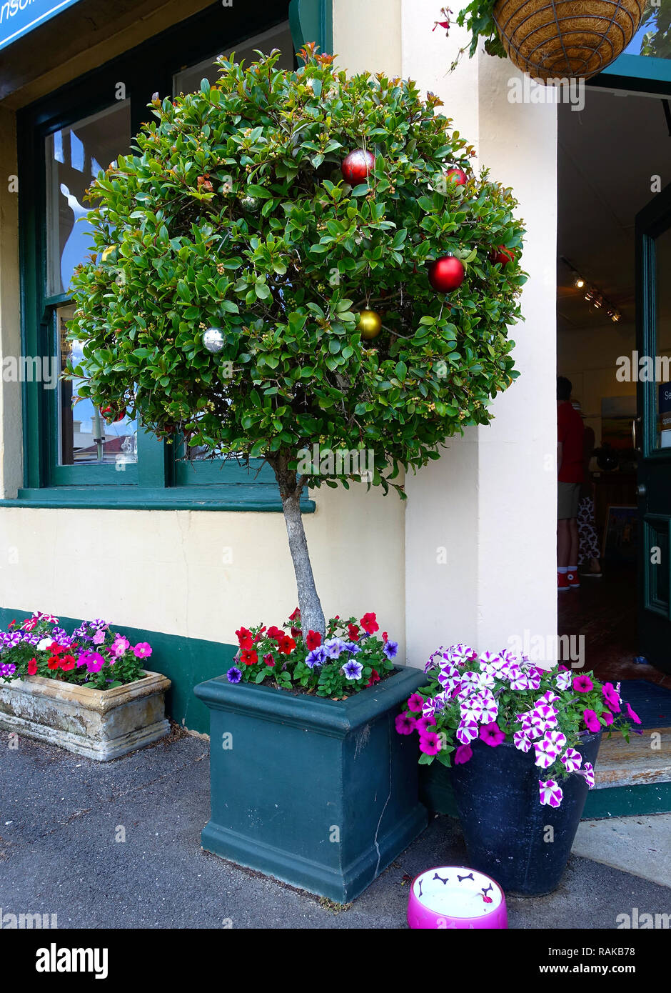Australian Christmas Tree Stock Photos & Australian Christmas Tree
