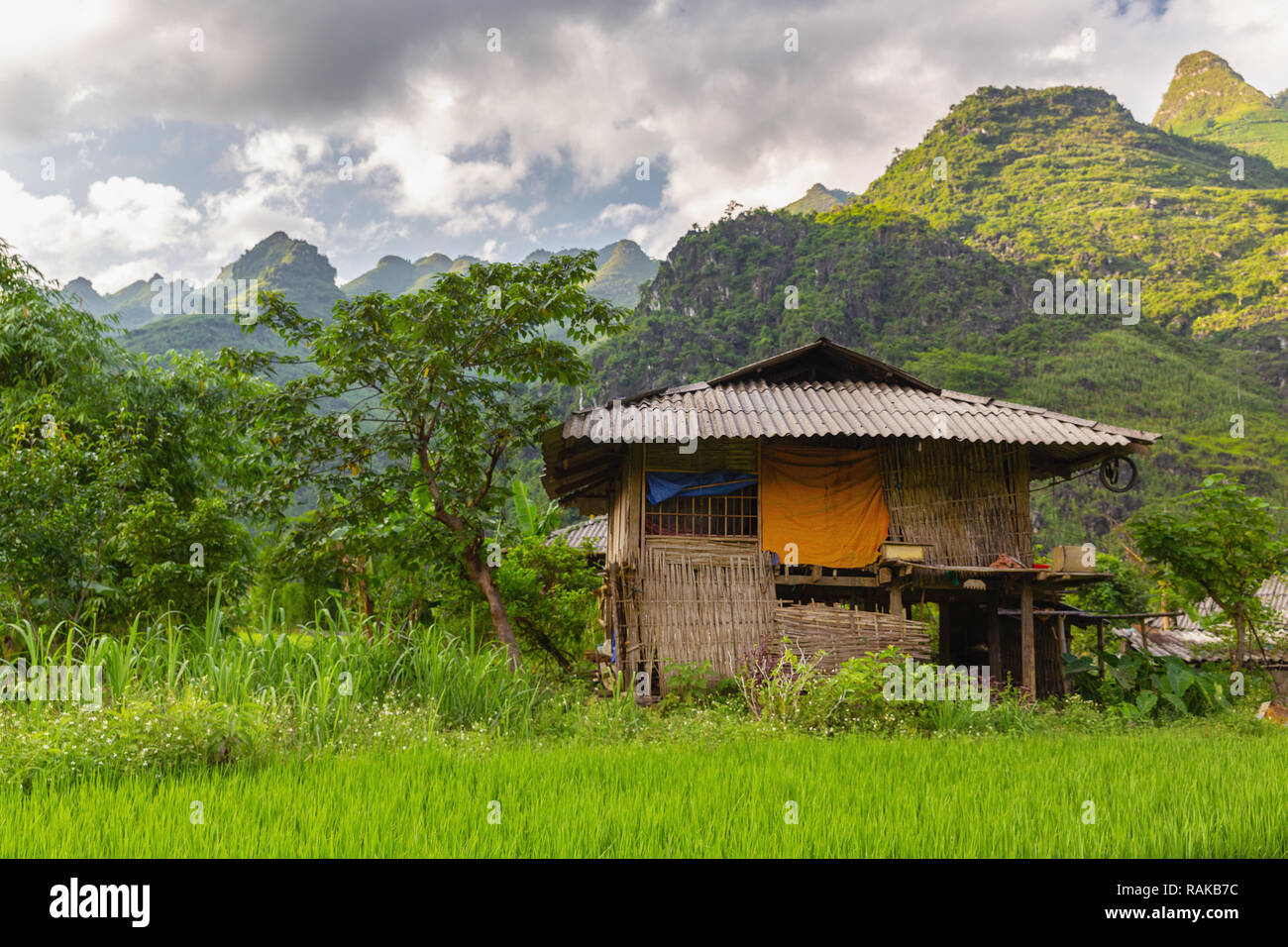 Vietnamese farmhouse sitting on the edge of a rice patty.  Ha Giang Loop, Ha Giang Province, Dong Van, Vietnam, Asia Stock Photo