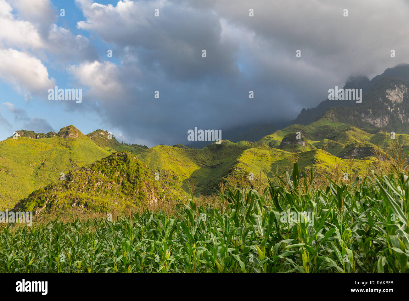 Green Vietnamese Mountain tops rising above a field of corn,  Ha Giang Loop, Ha Giang Province, Dong Van, Vietnam, Asia Stock Photo