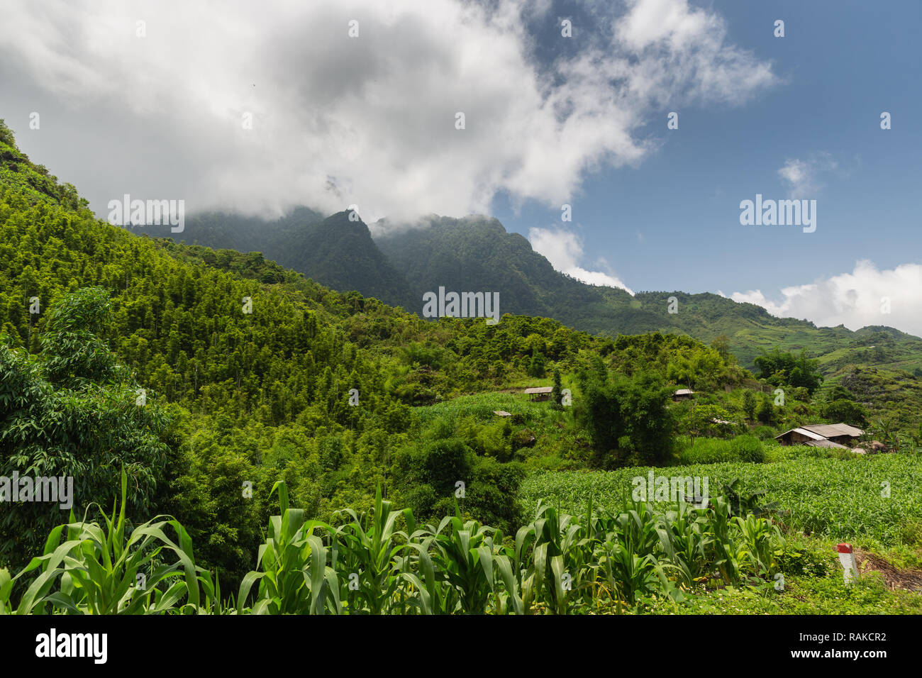Lush corn field and farm house in Vietnamese mountains, Ha Giang Loop, Ha Giang Province, Vietnam, Asia Stock Photo