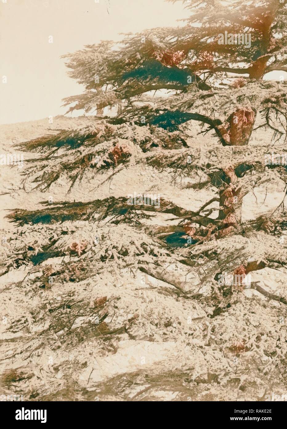 The cedars of Lebanon, Cedrus Libani Barr. Cedar branches with cones 1900, Lebanon. Reimagined by Gibon. Classic art reimagined Stock Photo