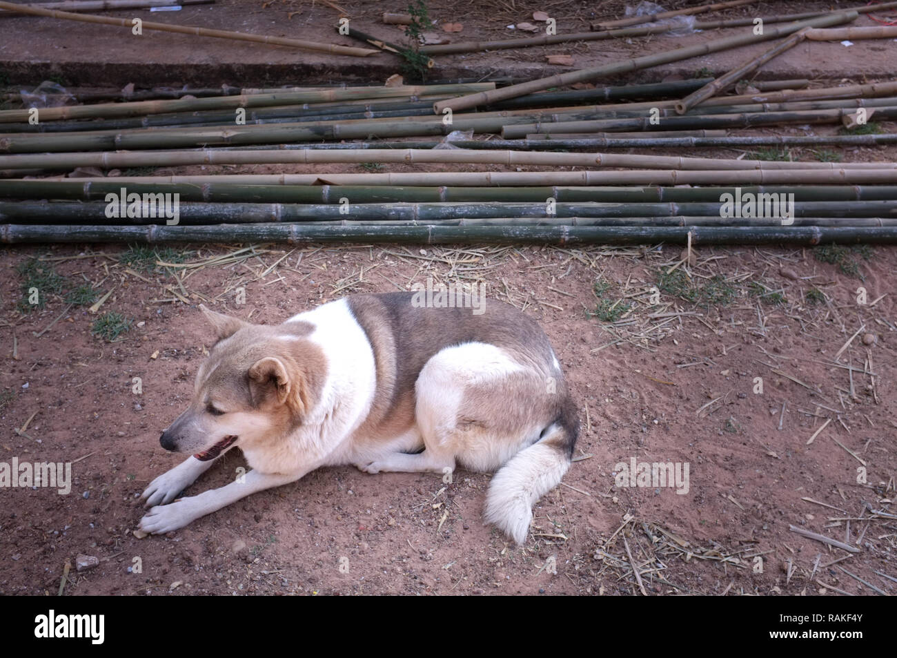dog alone and sleeping on small stone. alone concept Stock Photo