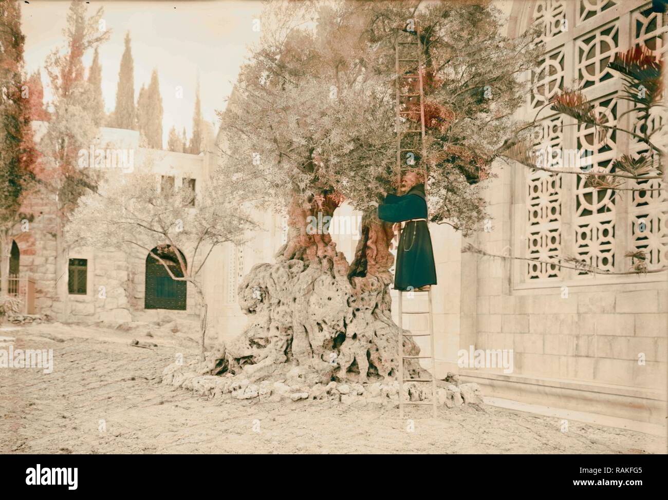 Mount of Olives and Gethsemane Tree of Agony. Monk picking olives. 1920 ...