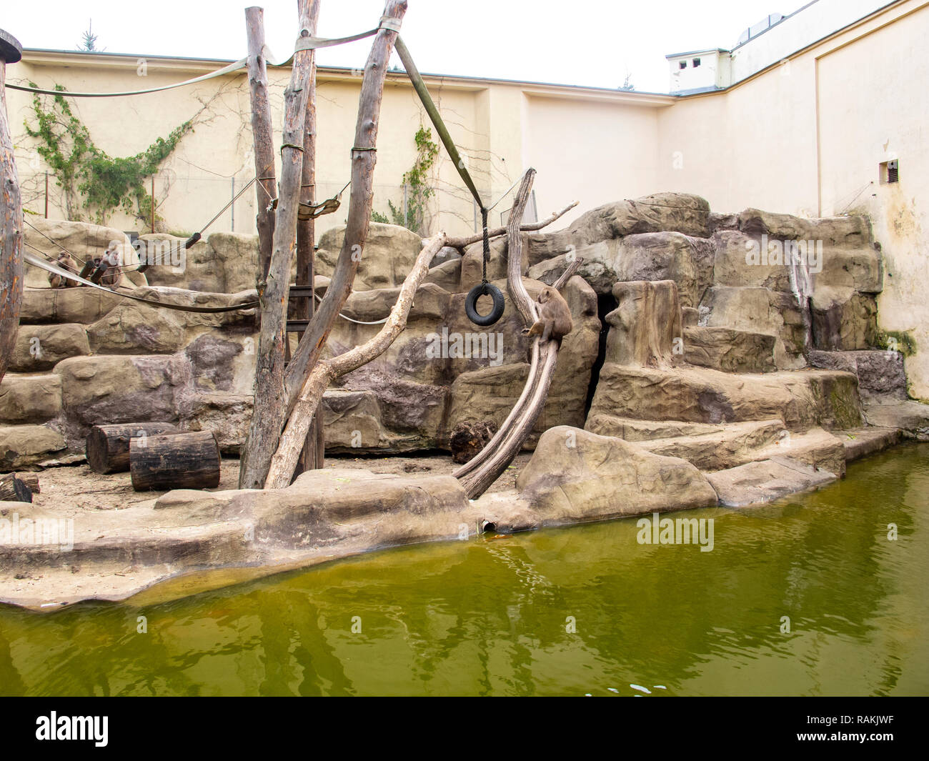 Monkey grove hi-res stock photography and images - Alamy
