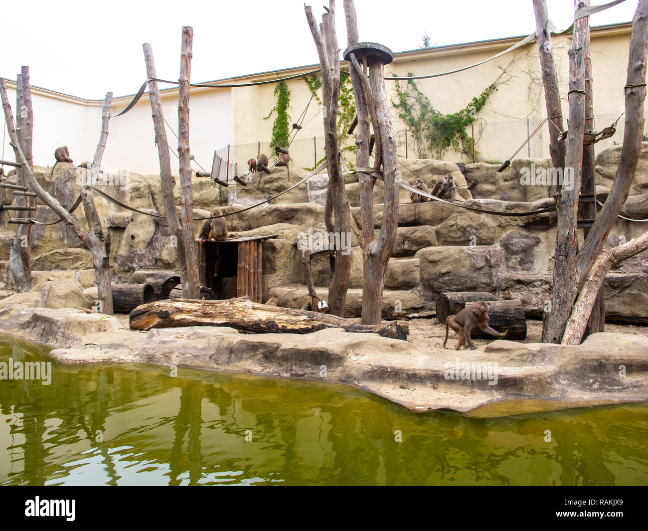 Monkey grove hi-res stock photography and images - Alamy