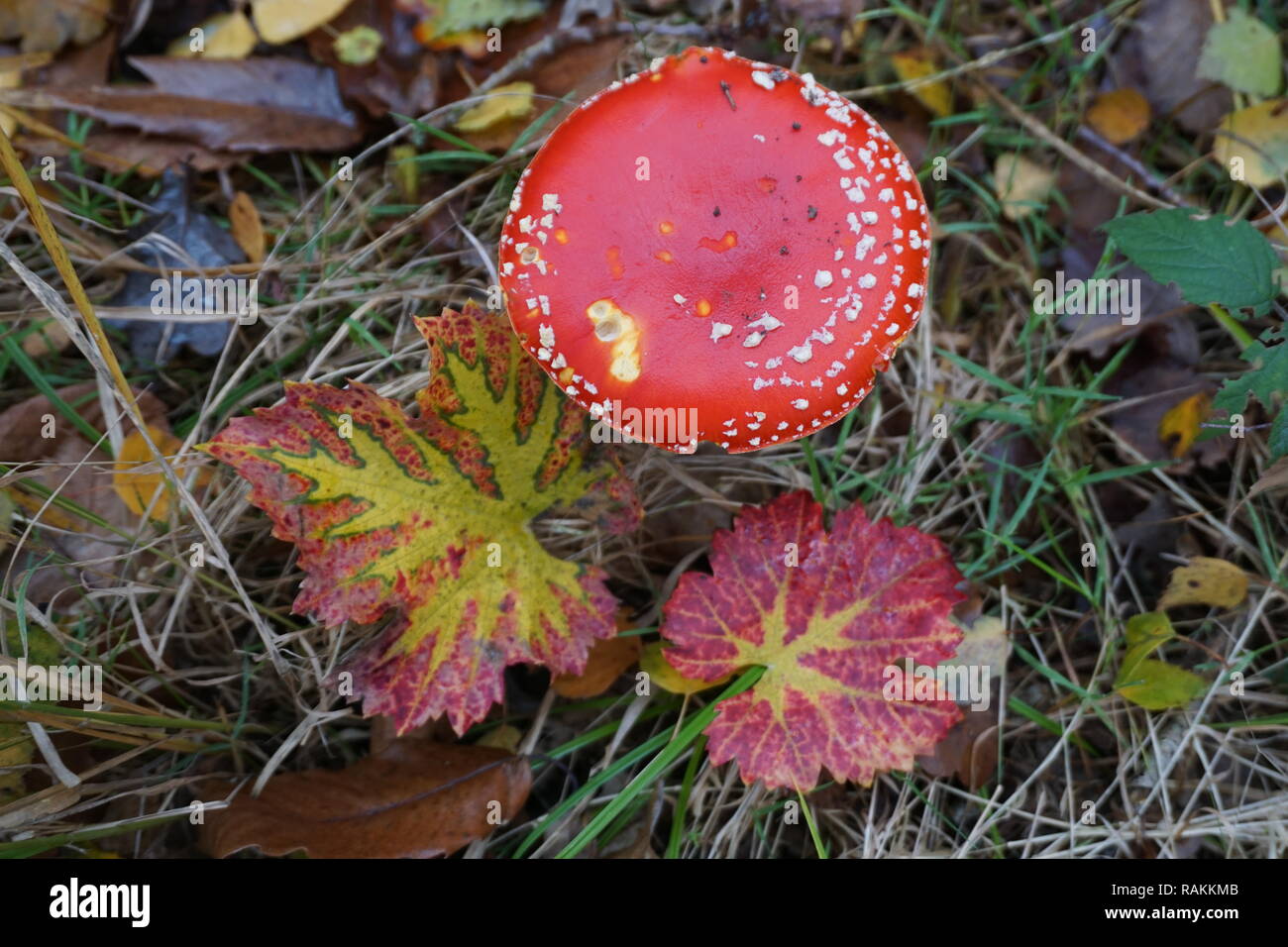 Wild red beautiful poisonous mushroom with colorful vine leaves on the forest ground Stock Photo