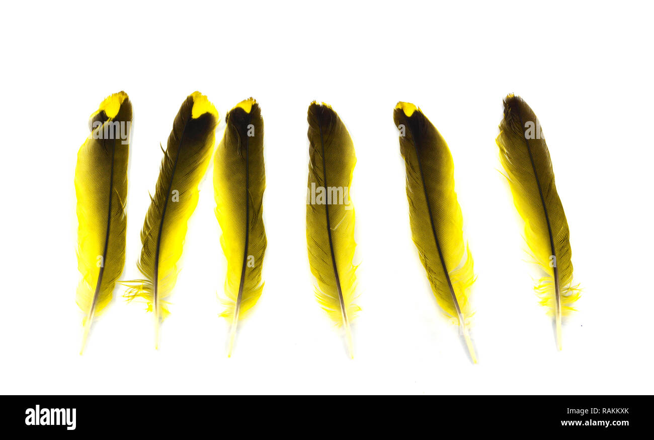 Feather isolated / The real feather yellow and black from nature bird isolated on white