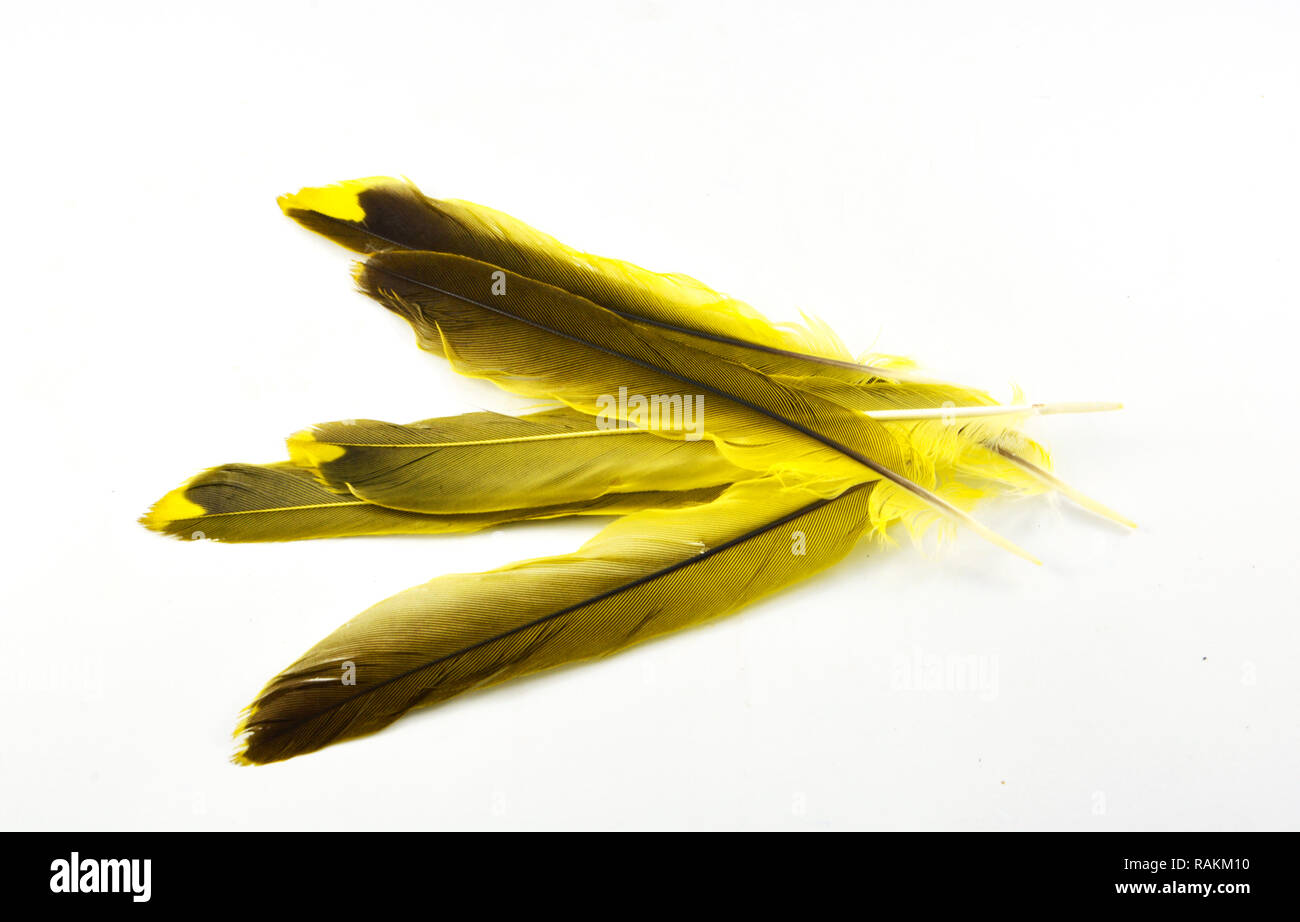 Feather isolated / pile of real feather yellow and black from nature bird isolated on white