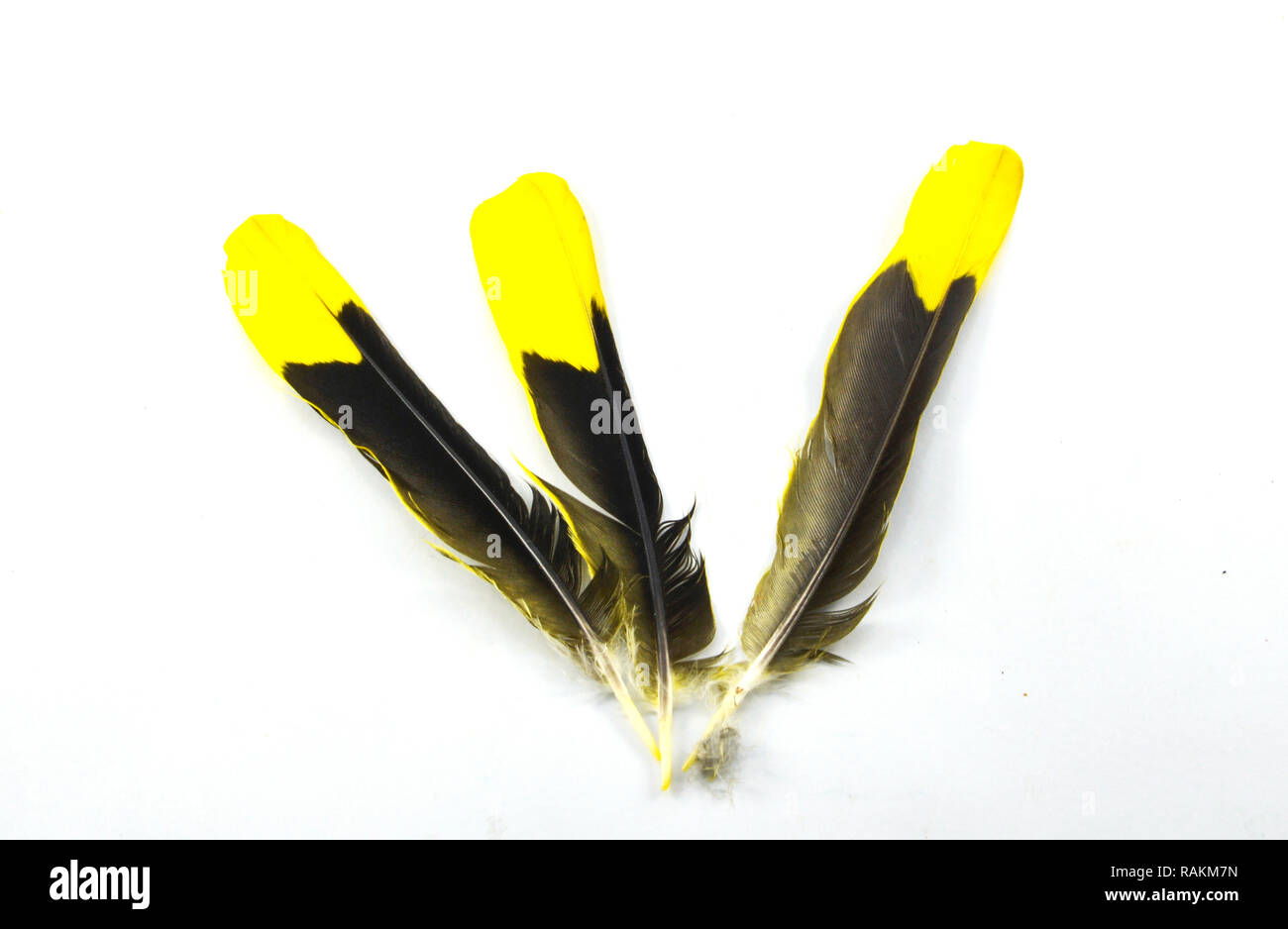 Feather isolated / The real feather yellow and black from nature bird