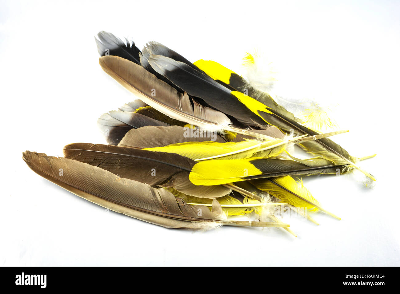 Feather isolated / pile of real feather yellow and black from nature