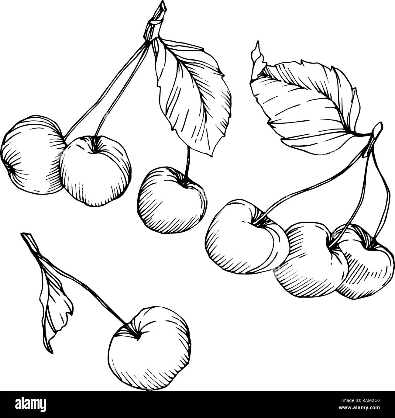 Vector Cherry fruit. Black and white engraved ink art. Isolated berry ...