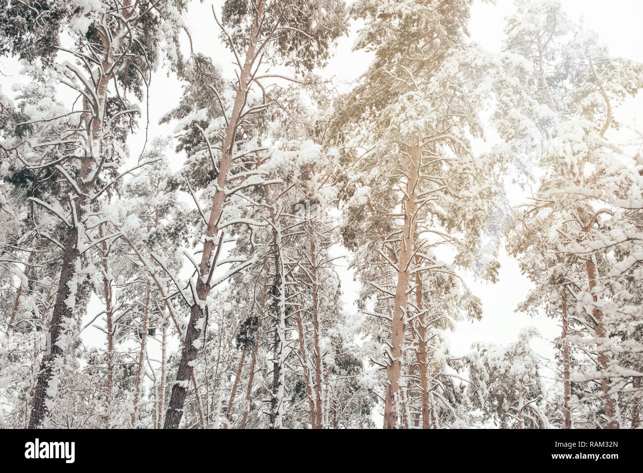 low angle view of snowy trees in winter forest Stock Photo - Alamy