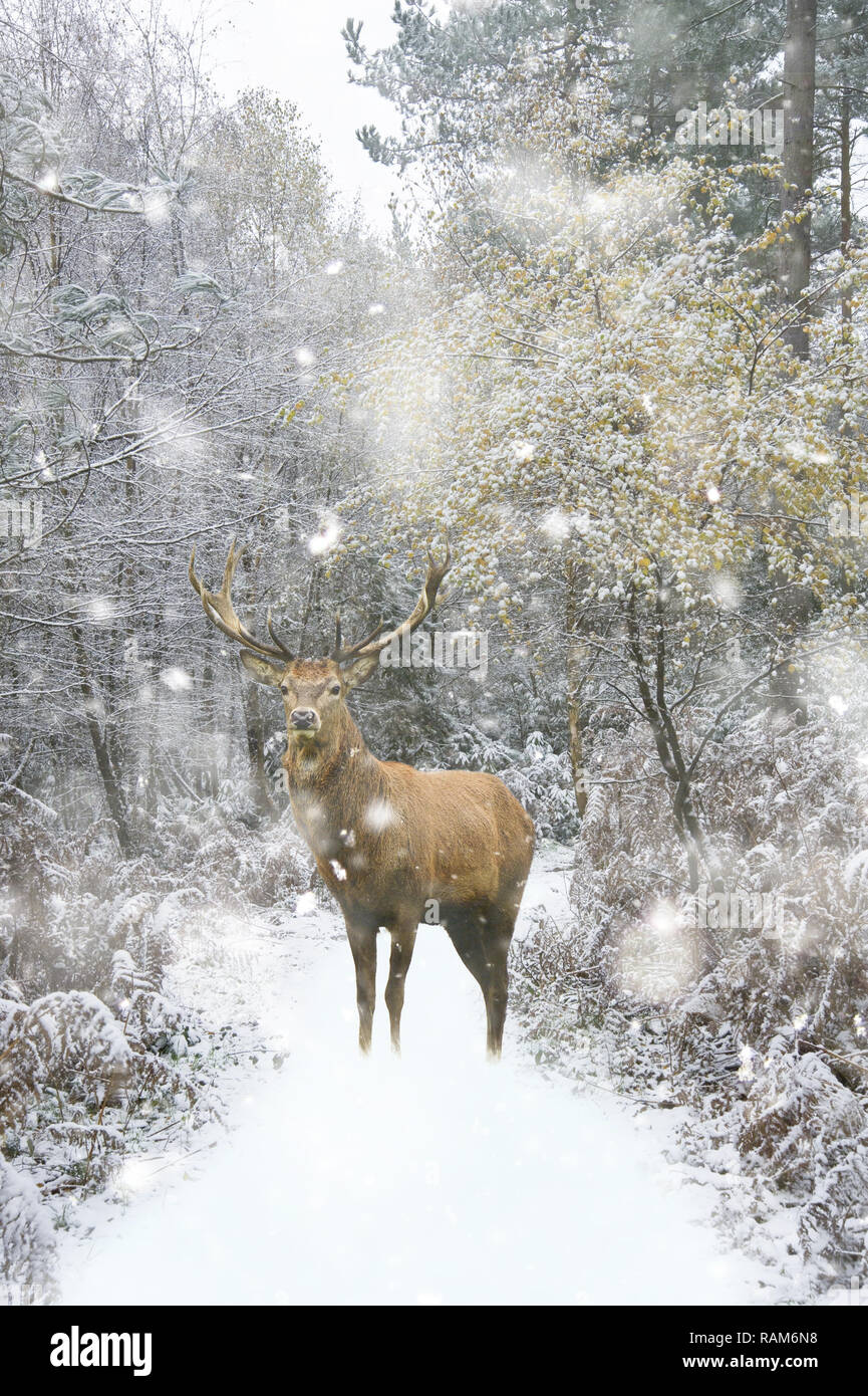 Beautiful red deer stag in snow covered Winter forest landscape in