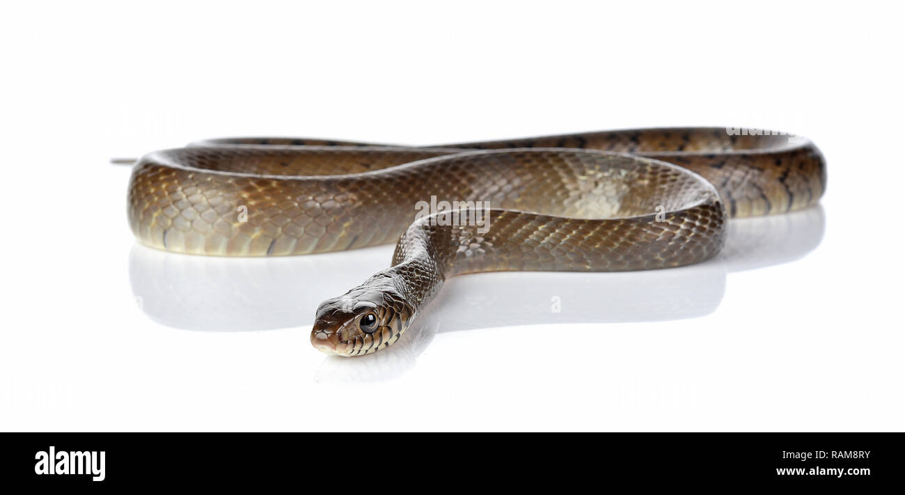 Baby grass snake hi-res stock photography and images - Alamy
