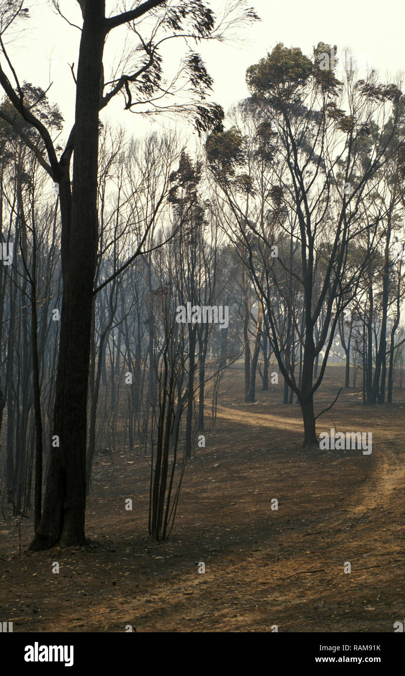 AFTERMATH OF SYDNEY BUSHFIRES, DECEMBER 2001, NEW SOUTH WALES, AUSTRALIA Stock Photo