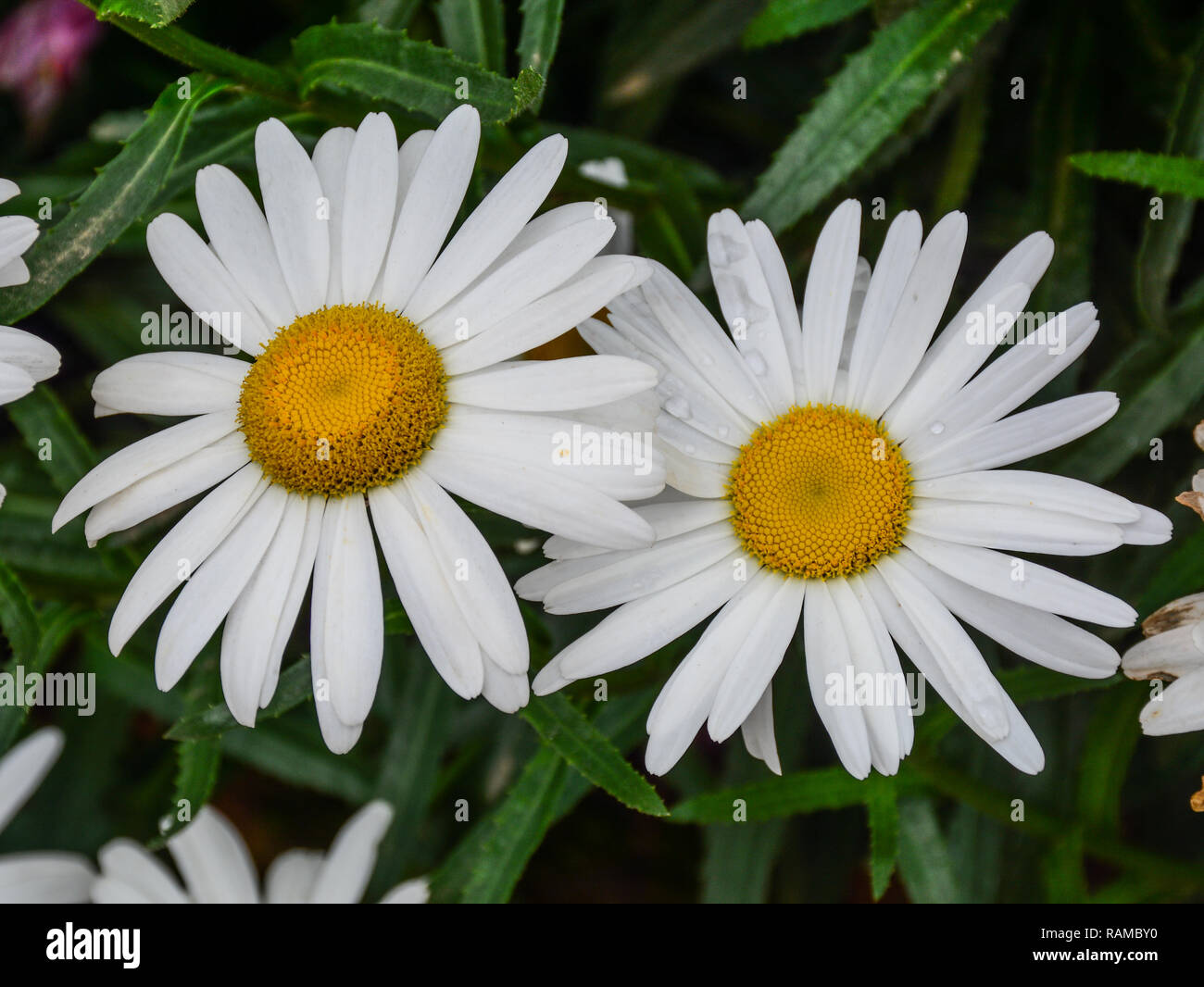 Large chamomile flowers blooming at garden in spring time. Stock Photo