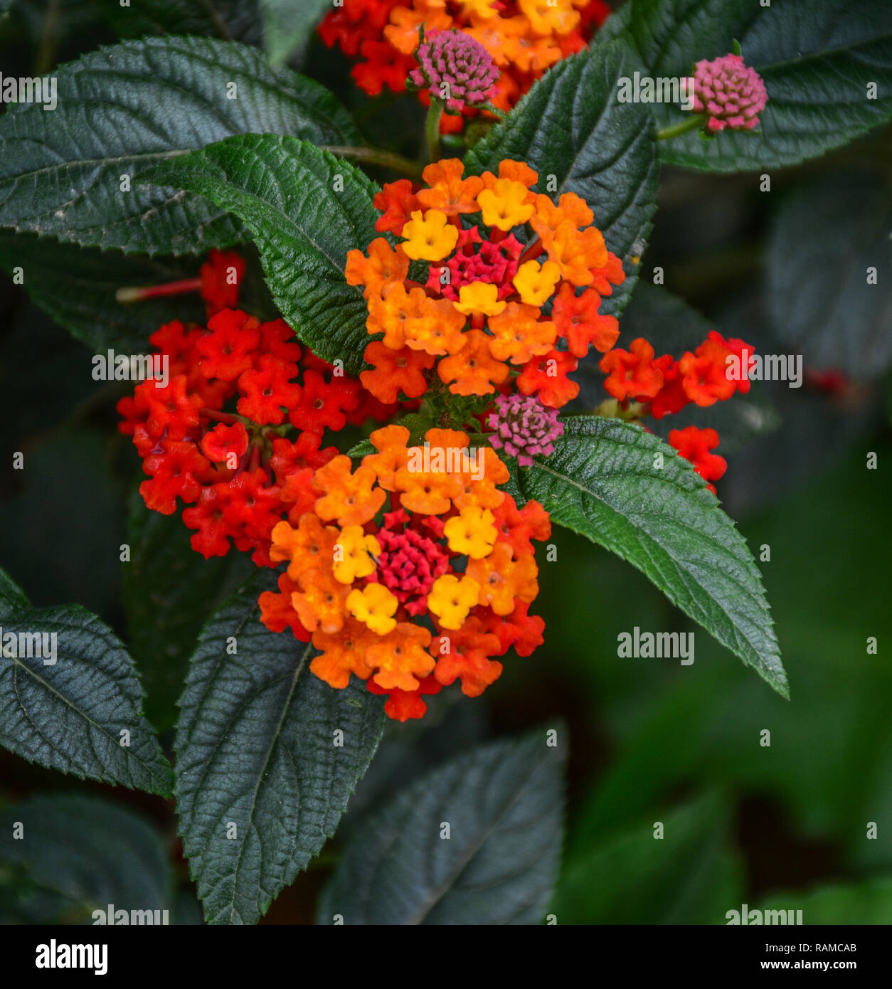 Umbelanterna (Latin Lantana camara), also known as big-sage (Malaysia), tickberry (South Africa). Stock Photo