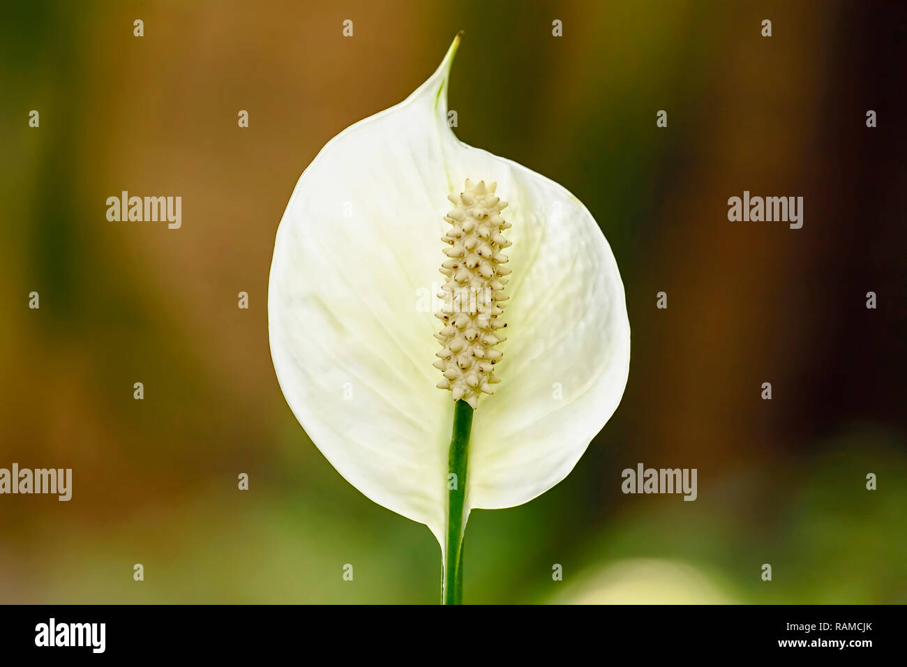 Anthurium andraeanum is a flowering plant species in the Araceae family.  The species is native to Colombia and Ecuador Stock Photo - Alamy