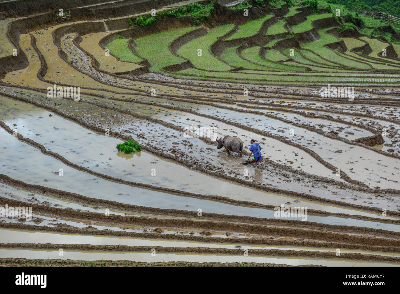 A farmer with water buffalo working on the terraced rice field in Sapa