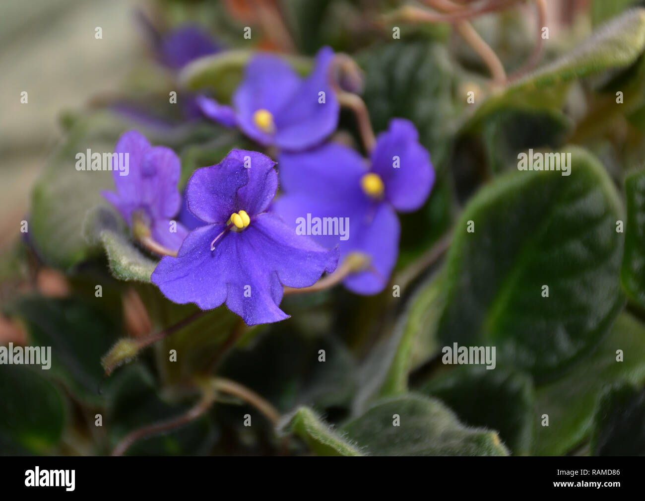 Violet flower with green leaves (Viola Stock Photo - Alamy