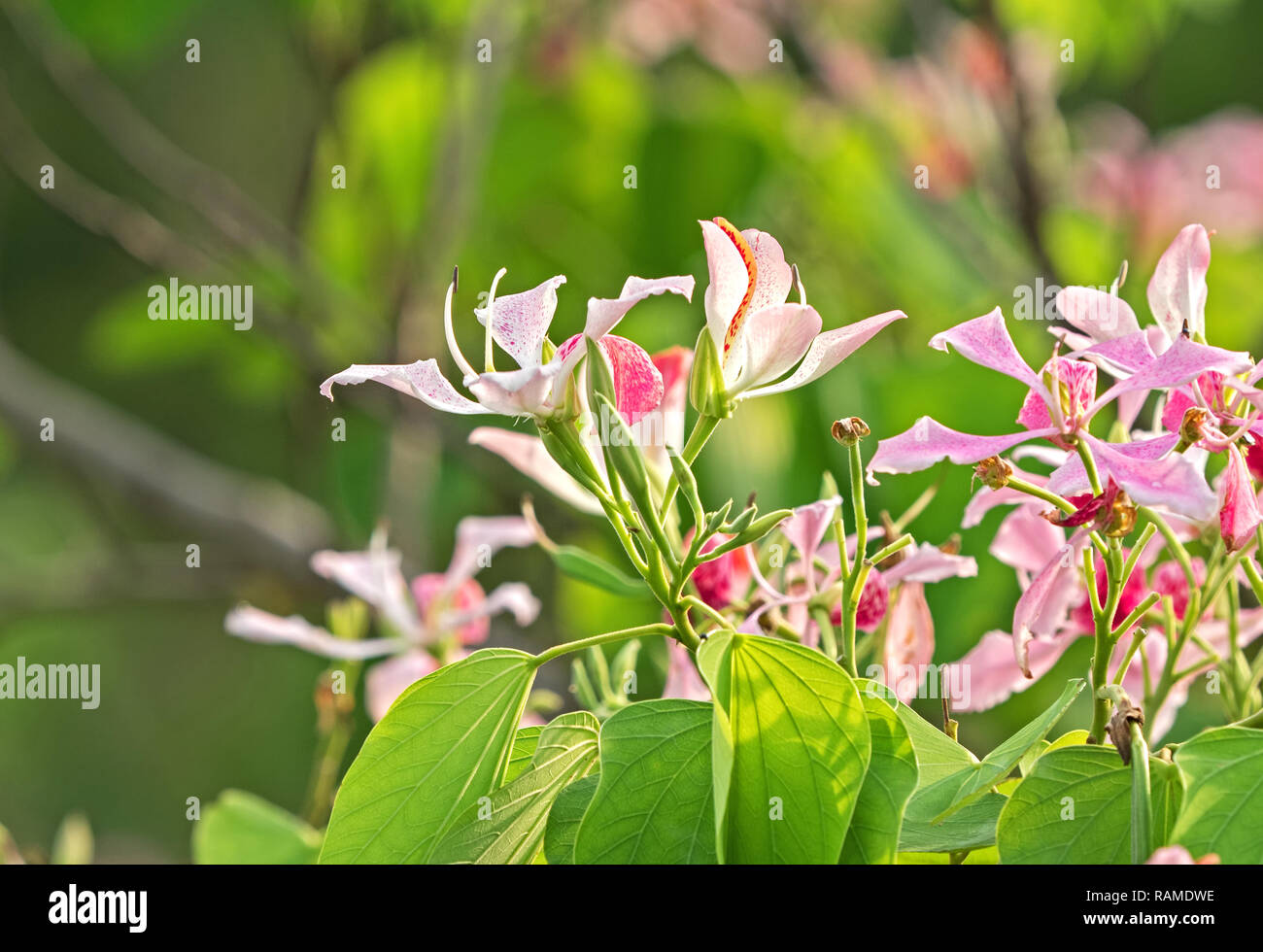 Closeup Pink Flowers Phanera Purpurea Isolated on Nature Background