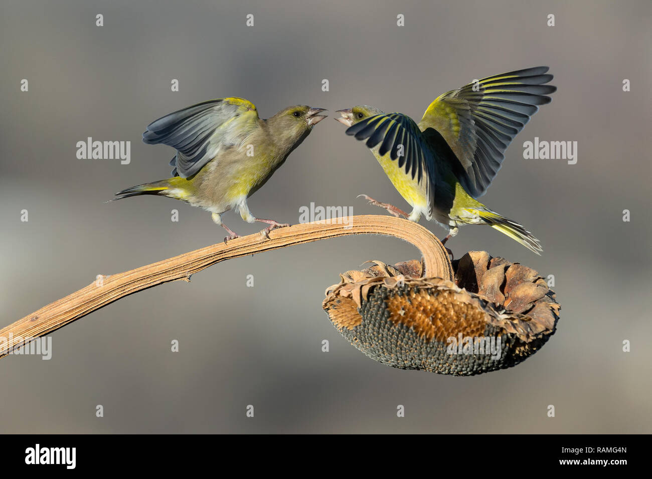 Battle between european greenfinch (Chloris chloris) Stock Photo