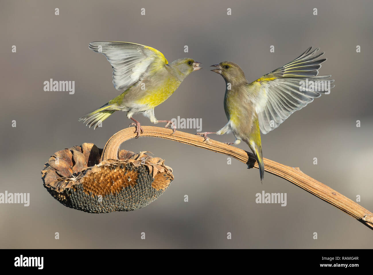 Battle between european greenfinch (Chloris chloris) Stock Photo