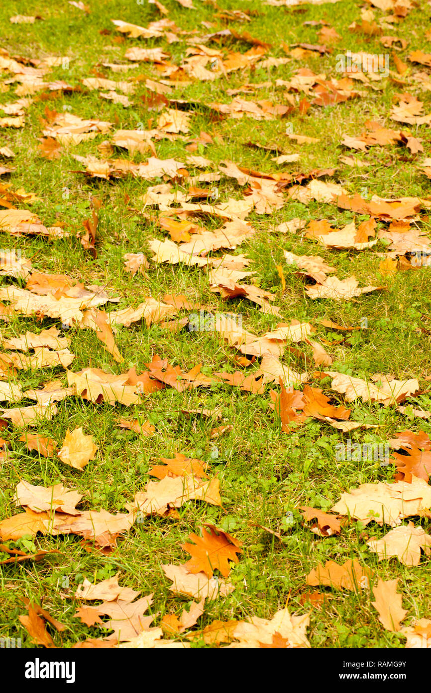 Autumn Fall Dry Leaves Seasonal Plant Flora Concept Stock Photo Alamy