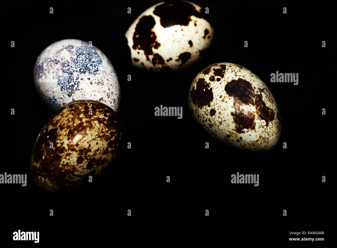 Animal Small Bird Egg Food good for health Stock Photo Alamy