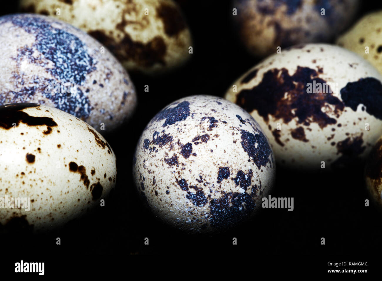 Animal Small Bird Egg Food good for health Stock Photo Alamy