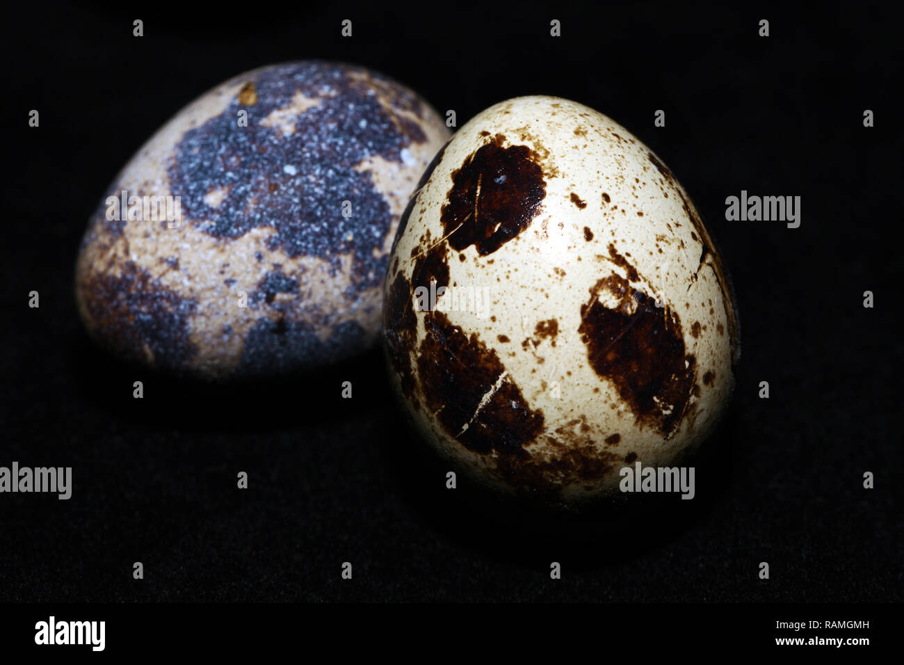Animal Small Bird Egg Food good for health Stock Photo Alamy