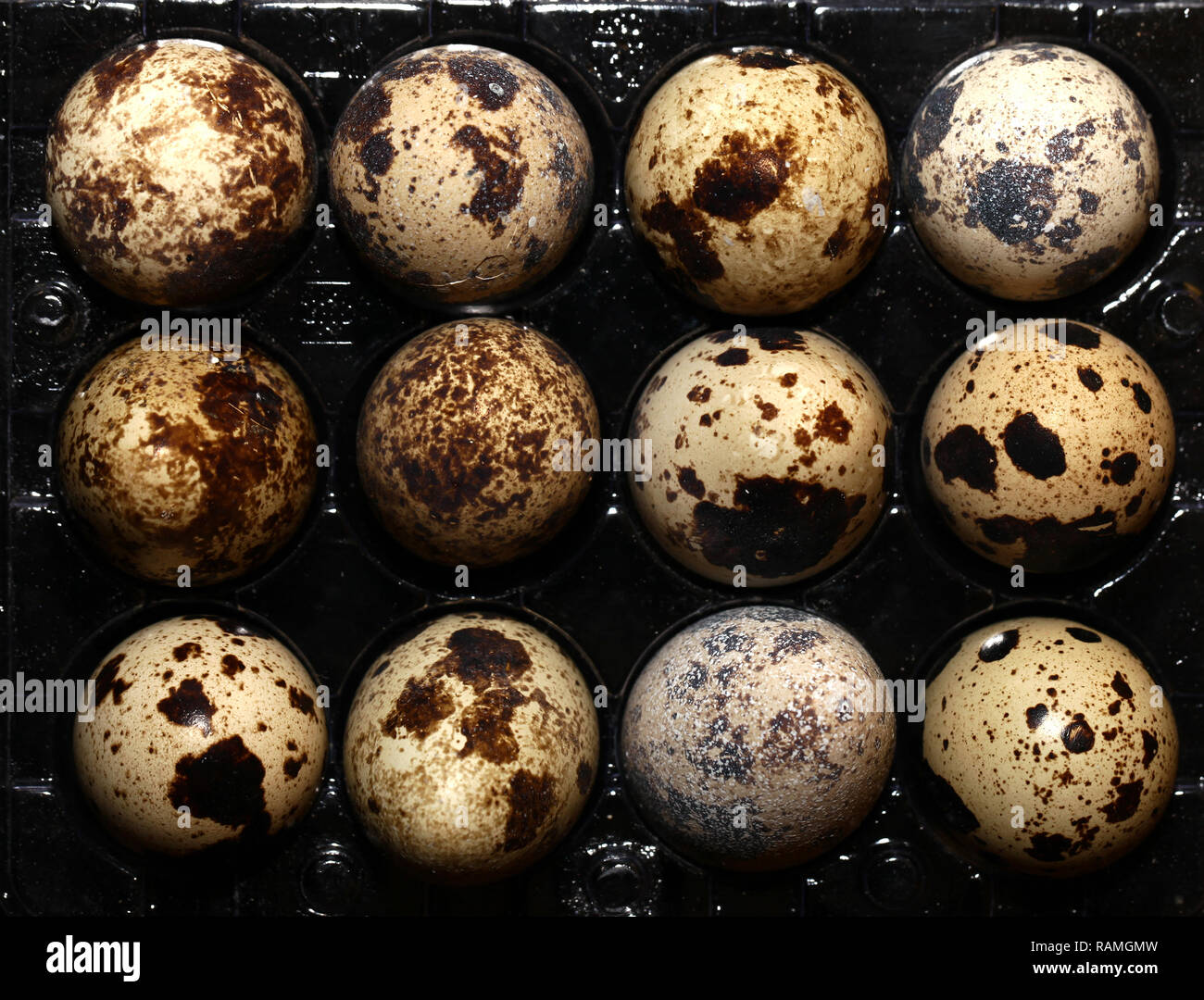 Animal Small Bird Egg Food good for health Stock Photo Alamy
