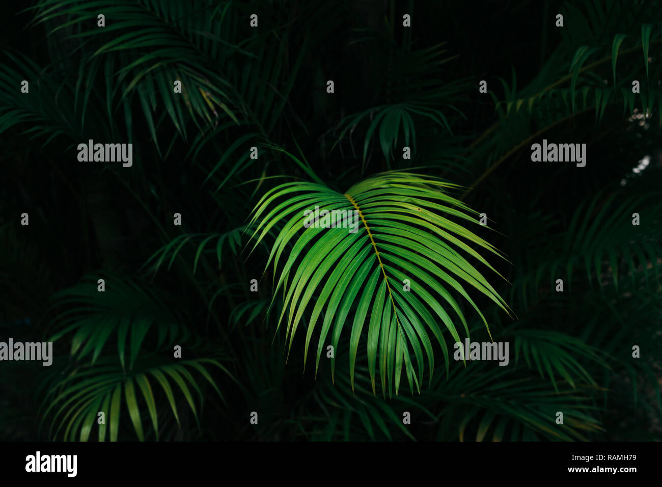 Fresh green foliage palm leaves Stock Photo