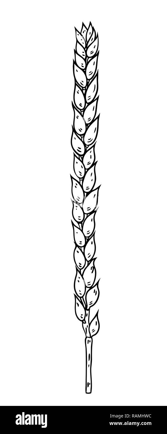 Hand drawn vector illustration set of corn, grain, stalk. sketch. Vector  eps 8 Stock Vector | Adobe Stock