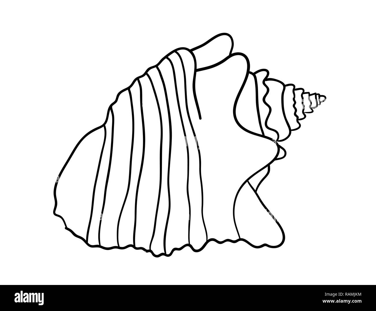 sea shell isolated on white background set, vector illustration Stock ...