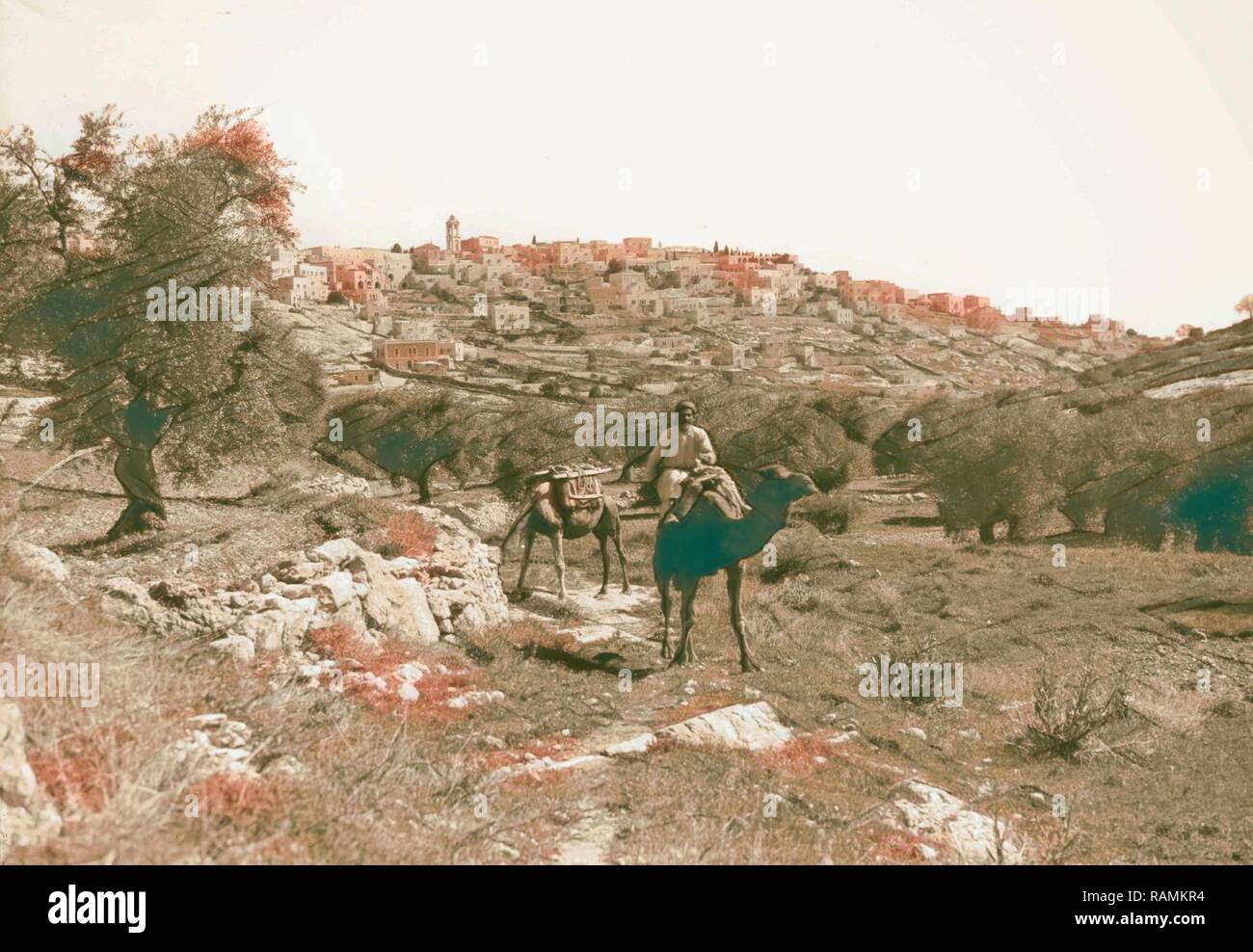 Bethlehem, from the s. west with camel 1934, West Bank, Bethlehem, Israel. Reimagined by Gibon