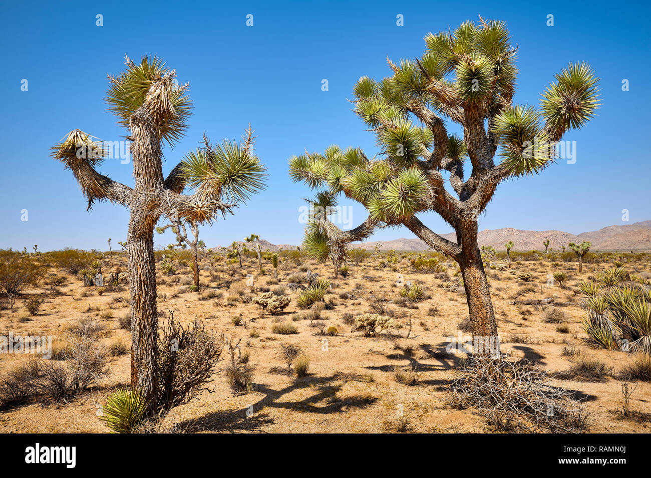 Joshua tree landscape hi-res stock photography and images - Alamy