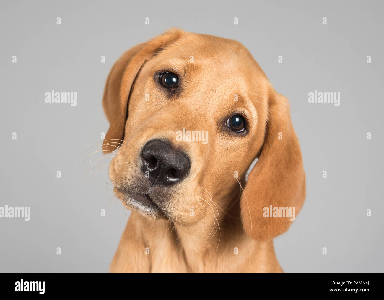 How Much Is A Labrador Puppy Uk