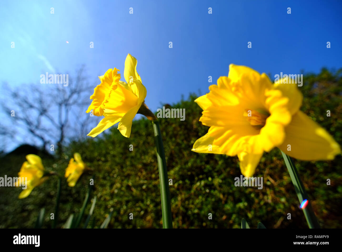 Splash of early colour hires stock photography and images Alamy